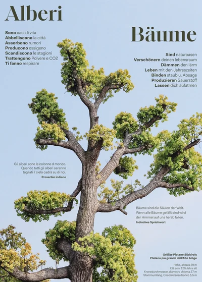 Alberi / Bäume